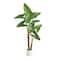 5.5ft. Arrowhead Philodendron in White Decorative Planter
